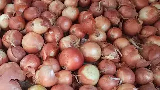 How to store onions at home in winter