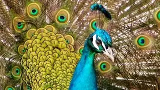 Jurassic Peacocks - Awesome Peacock Sound Call Scream and Noise - मोर ध्वनि धीमा हो गया