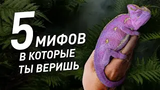 Мифы о ящерицах, в которые ты веришь!