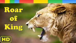 Lion Documentary - Roar of King Lion - Nat Geo Wild Documentary HD