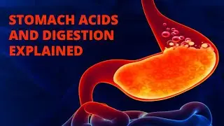 Stomach Acids and Digestion Explained