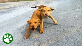 Two little puppies ran out in front of just the right car