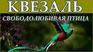 КВЕЗАЛЬ - Свободолюбивая птица