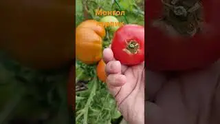 Монгол Карлик, лучший томат для открытого грунта///