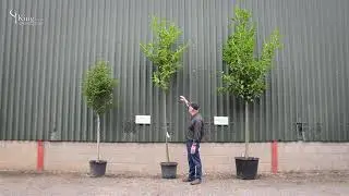 Laurel Trees - Create privacy in your garden with an evergreen screen