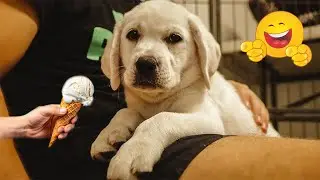 The Funniest Pet Videos Compilation 😹🐶 The Funniest Cats and Dogs That Will Make You Laugh Out Loud.
