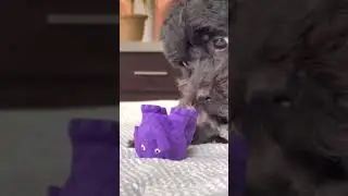 Dog puppy playing with toy and growling