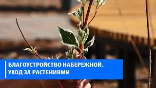 Благоустройство набережной озеленение