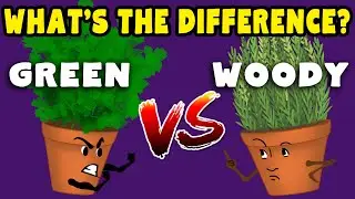 Woody vs Green Herbs - What's the Difference?