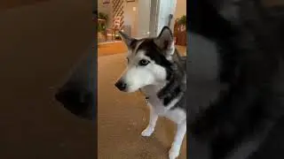 SIBERIAN HUSKY REACTS TO SEEING BUBBLES!!!!