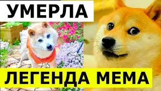 Умерла собака из Мема Doge