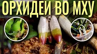 ❓КУПИЛИ ОРХИДЕЮ ВО МХУ - ЧТО ДАЛЬШЕ? ПОКАЗЫВАЮ  ⚡️РЕЗУЛЬТАТЫ. АДАПТАЦИЯ 100%, ЕСЛИ СДЕЛАТЬ ВСЕ ТАК!