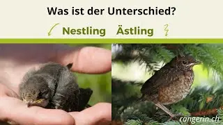 Was ist der Unterschied zwischen einem Nestling und einem Ästling?