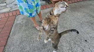 The happiness of a stray cat when it sees you is worth everything