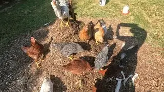 Making Compost With The Chickens