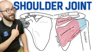 Anatomy of the Shoulder Joint | Bones, Ligaments, and Muscles