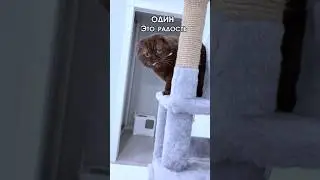 Четыре настроения кота #питомцы #cat