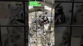 Karli & Nieva our Snow Leopard sisters having a loving grumble #bigcat #snowleopard #cute #cat