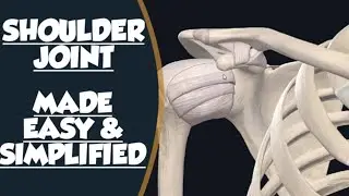 Shoulder Joint Anatomy - Glenohumeral Joint Anatomy - Ligaments of Shoulder Joint