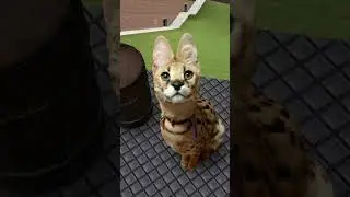 Serval cat Garry's mod meme 