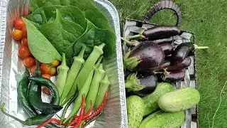 Organic Garden #harvest 4 ❤️|  What we harvested Today #brinjal #cucumber #okra #organic #vegetables