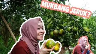LESTI JADI JURAGAN JERUK “Panen Guys