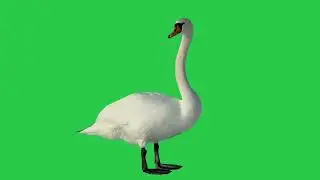 Swan green screen video || Duck green screen video