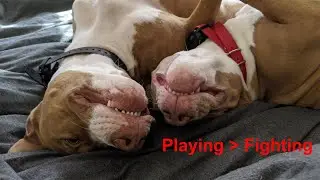 Female Red Nose Pitbull's Playing