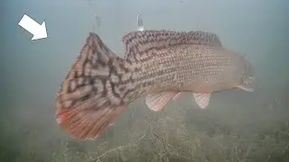 Rare Fish Sighting! Ice Fishing Early Ice (Multi Species)