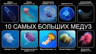 Топ 10 САМЫХ БОЛЬШИХ МЕДУЗ