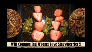 Let's see if vermicomposting worms love strawberries as much as I do!