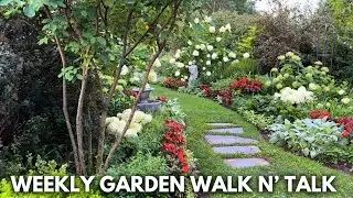 Weekly Garden Tour / Book Nook Plans Revealed! Panicle Hydrangeas in Full Bloom, Hot Flower Border