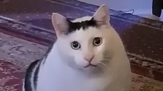 Huh Cat reverse 10 minutes Bender chonky cat