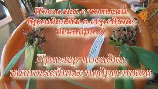 Посылка с орхидеями под Новый год. Обзор и посадка, каттлейные подростки. Немного цветущих