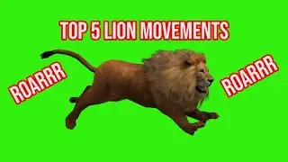 || 5 Lion Movements 3D Animal Green Screen  || by Green Pedia