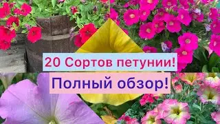 Обзор сортов петунии в сезоне 2024!