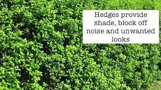 Best Hedges for Central Texas