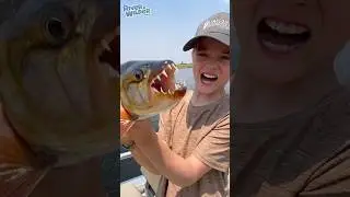 TIGER FISH! Fishing near Crocodiles and Hippos in Africa! - River & Wilder Show