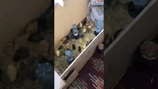 Пополнение цыплят