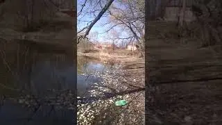 Замор рыбы в пруду Экологическая катастрофа