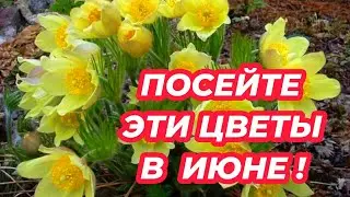 ОБЯЗАТЕЛЬНО ПОСЕЙТЕ ЭТИ ЦВЕТЫ в ИЮНЕ! 7 цветов, которые нужно успеть посеять в июне