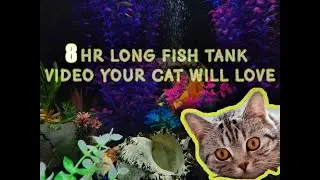 Relaxing 8 Hour Fish Video for Cats and Dogs to Watch CAT TV Videos for Cats to Watch Fish 🐟 🐟 🐟