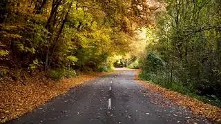 No Copyright Video Footage 17 । Autumn Season । 4K Video Footage । Free Stock । Trees Video