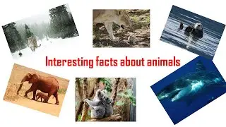 Interesting facts about animals