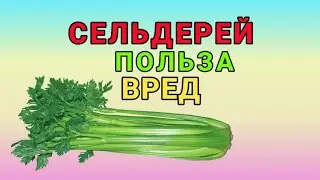 Сельдерей: чем полезен и кому нельзя!!