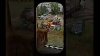 Рыжий кот и машинки. The ginger cat and the trucks.