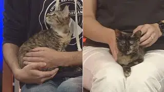 Fetch ME A Home: ARLGP needs donations after 22 kittens were surrendered