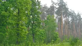 Sounds of rain for sleep. 99% fall asleep instantly to the sounds of rain and thunder in the forest.