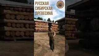 СИБИРСКИЙ КЕДР: ВОЗДУХ ЧИЩЕ, ДОМ ТЕПЛЕЕ 