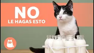 10 ERRORES COMUNES al CUIDAR a un GATO 🐱 ¡No los cometas!